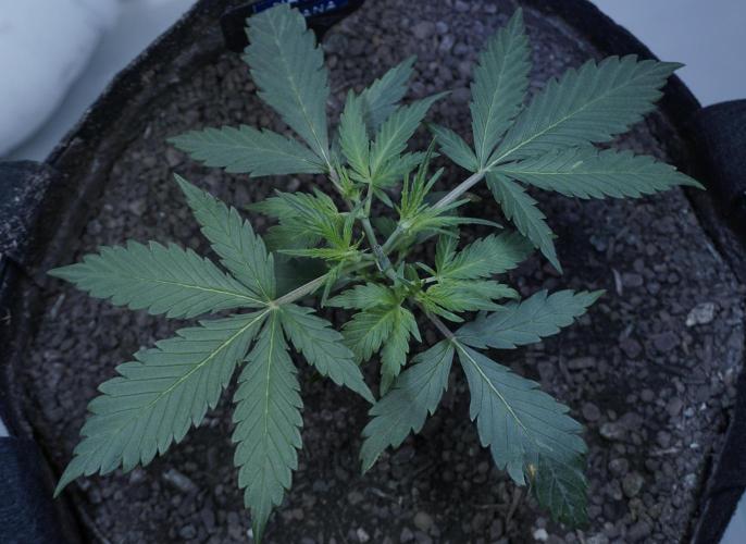 White Banana X Sonnenerde. Week 4