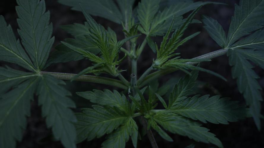 White Banana X Sonnenerde. Week 4