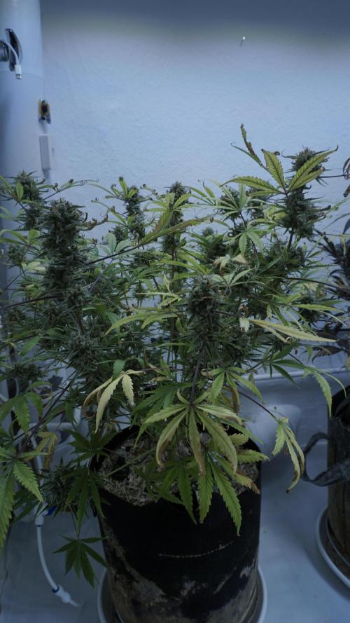 Lemon Pie Auto - Sonnenerde. Week 14