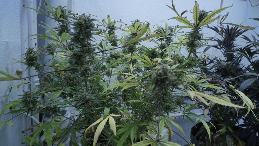 Lemon Pie Auto - Sonnenerde. Week 14