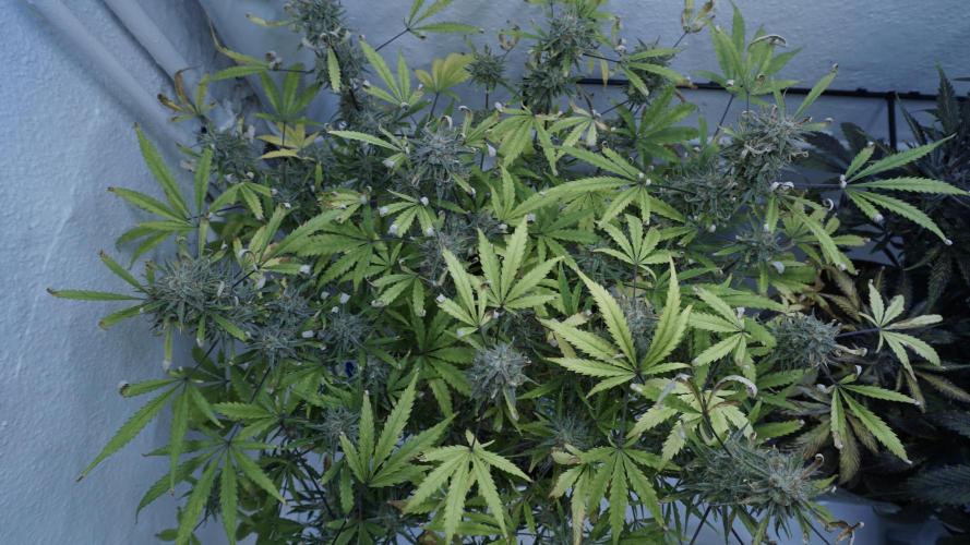 Lemon Pie Auto - Sonnenerde. Week 14