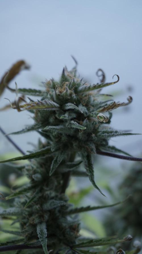 Lemon Pie Auto - Sonnenerde. Week 14