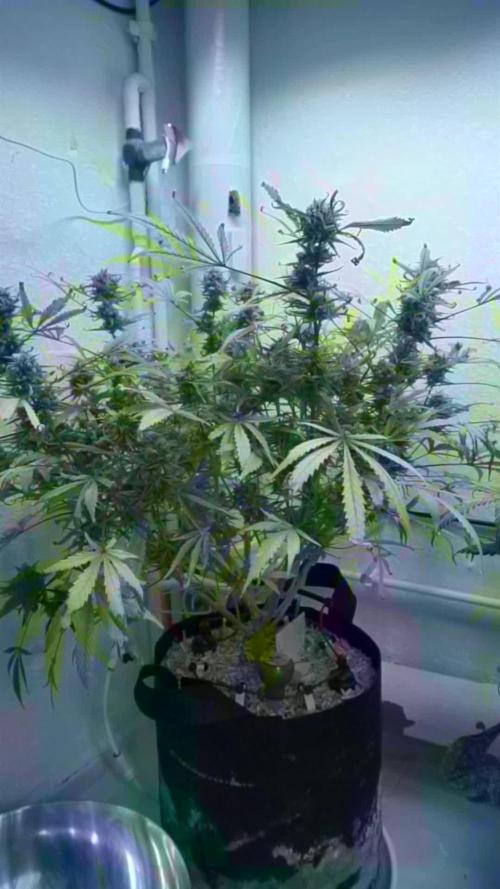 Lemon Pie Auto - Sonnenerde