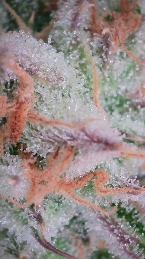 Lemon Pie Auto - Sonnenerde. Week 14