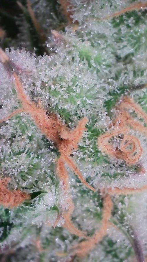 Lemon Pie Auto - Sonnenerde. Week 14