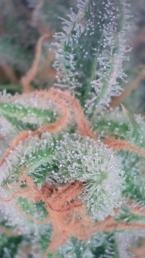 Lemon Pie Auto - Sonnenerde. Week 14