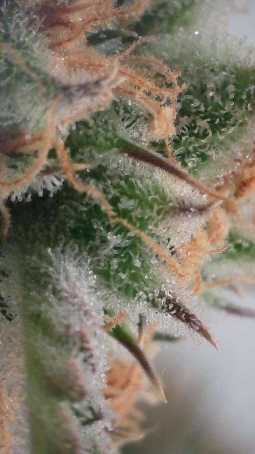 Lemon Pie Auto - Sonnenerde. Week 14