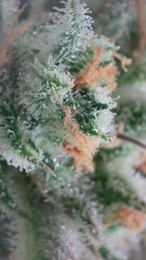 Lemon Pie Auto - Sonnenerde. Week 14