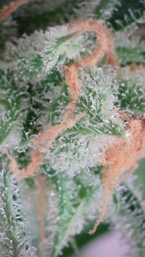 Lemon Pie Auto - Sonnenerde. Week 14