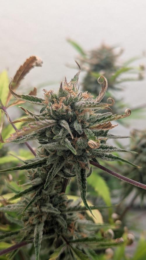 Lemon Pie Auto - Sonnenerde. Week 14