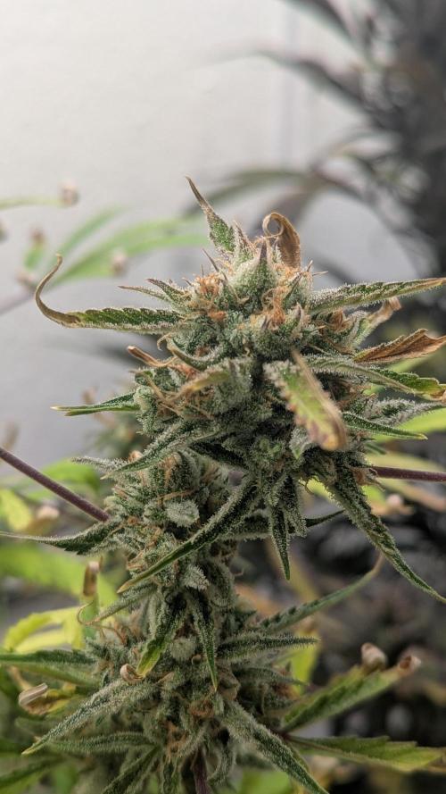 Lemon Pie Auto - Sonnenerde. Week 14