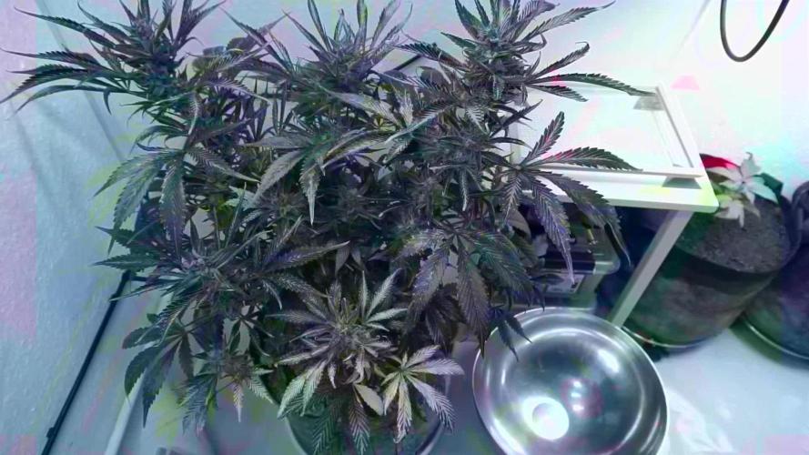 Strawberry Gorilla Auto - Sonnenerde