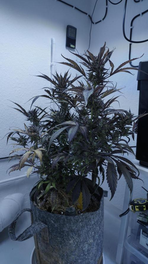 Strawberry Gorilla Auto - Sonnenerde. Week 14