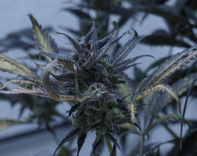 Strawberry Gorilla Auto - Sonnenerde. Week 14