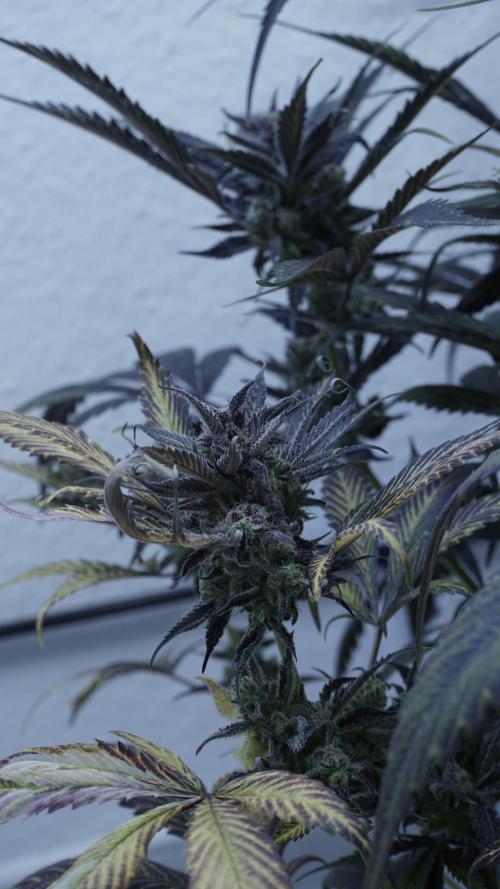 Strawberry Gorilla Auto - Sonnenerde. Week 14