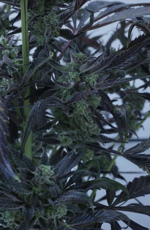 Strawberry Gorilla Auto - Sonnenerde. Week 14