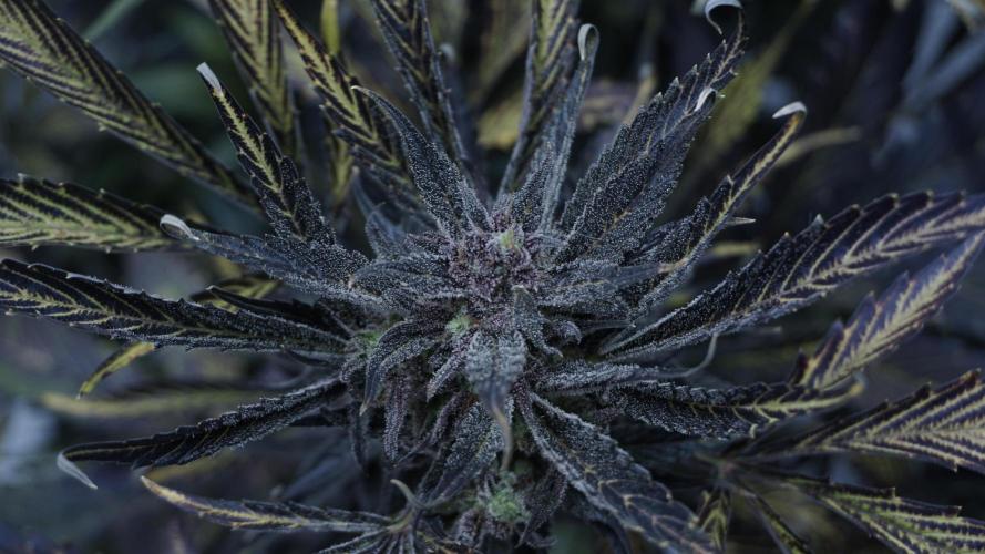 Strawberry Gorilla Auto - Sonnenerde. Week 14