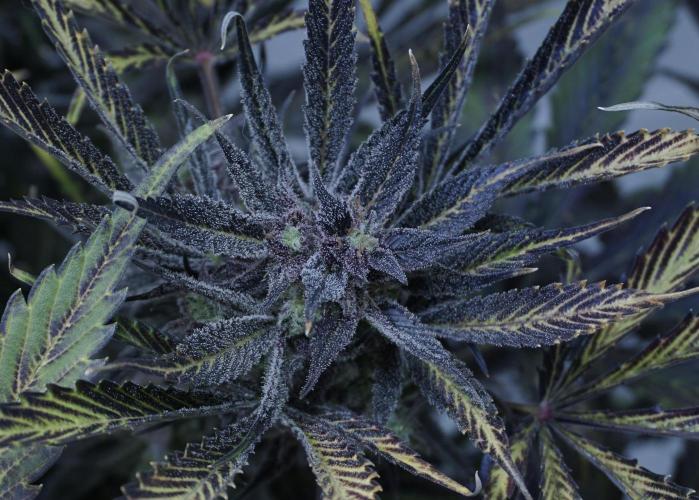 Strawberry Gorilla Auto - Sonnenerde. Week 14