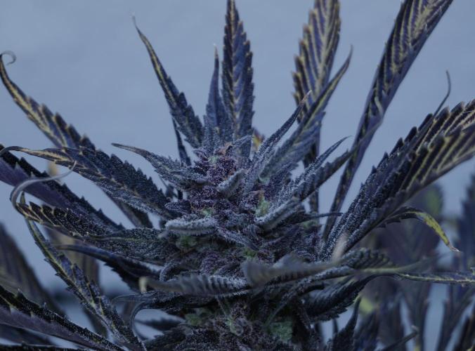 Strawberry Gorilla Auto - Sonnenerde. Week 14