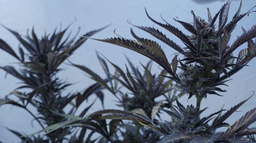 Strawberry Gorilla Auto - Sonnenerde. Week 14