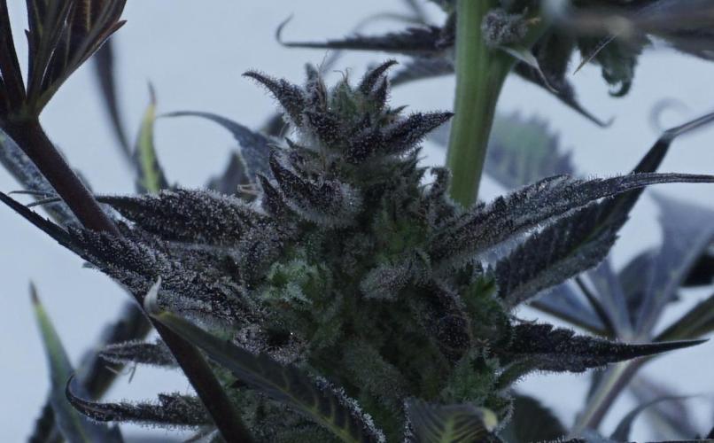 Strawberry Gorilla Auto - Sonnenerde. Week 14