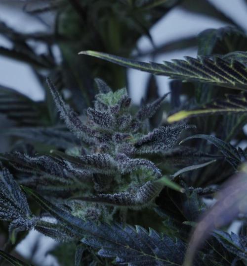 Strawberry Gorilla Auto - Sonnenerde. Week 14