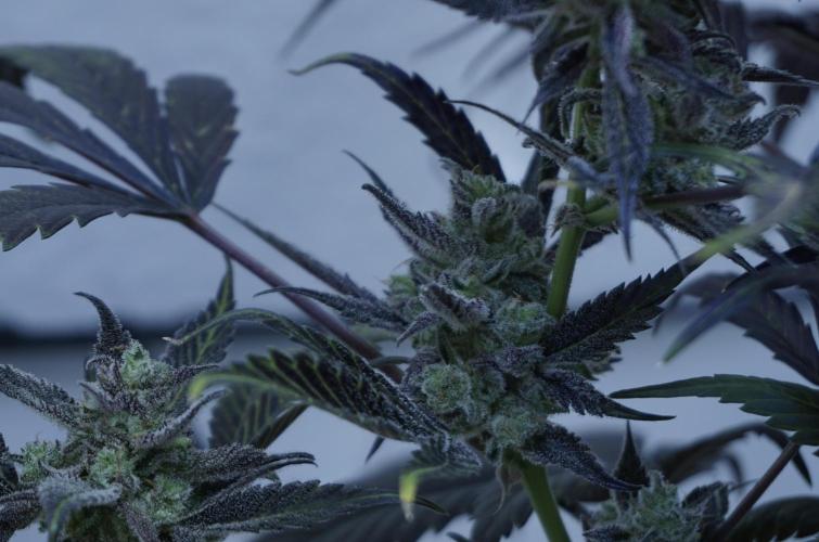 Strawberry Gorilla Auto - Sonnenerde. Week 14