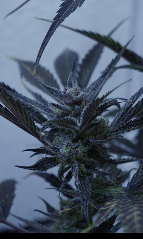 Strawberry Gorilla Auto - Sonnenerde. Week 14