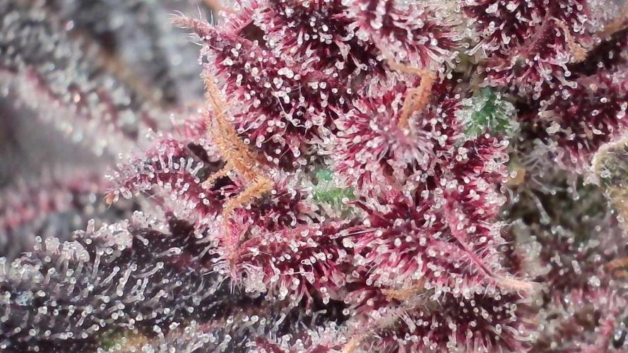 Strawberry Gorilla Auto - Sonnenerde. Week 14