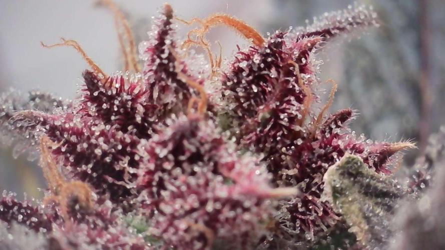 Strawberry Gorilla Auto - Sonnenerde. Week 14