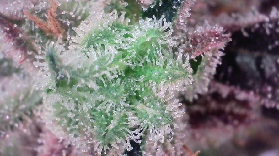 Strawberry Gorilla Auto - Sonnenerde. Week 14