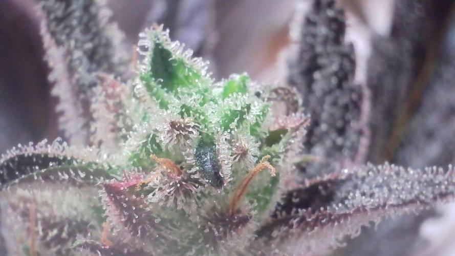 Strawberry Gorilla Auto - Sonnenerde. Week 14