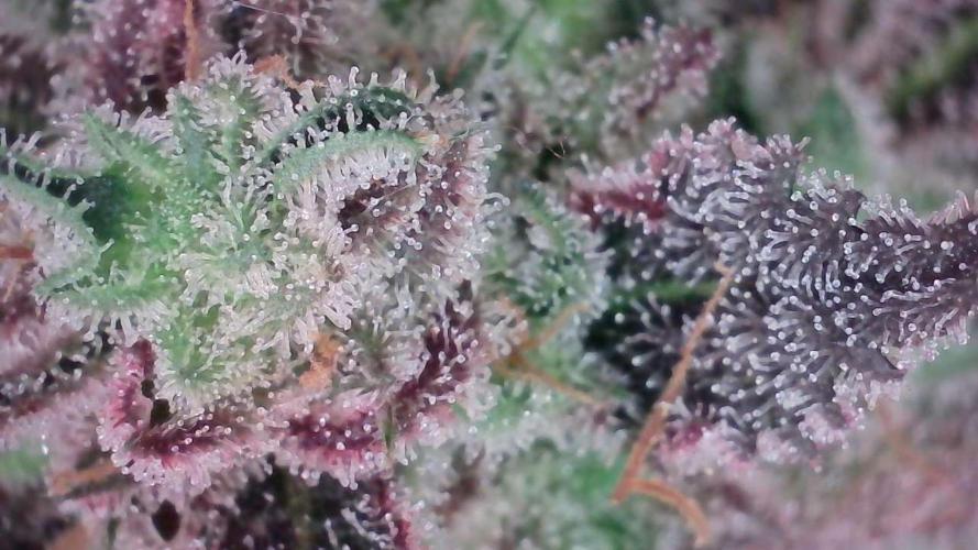 Strawberry Gorilla Auto - Sonnenerde. Week 14