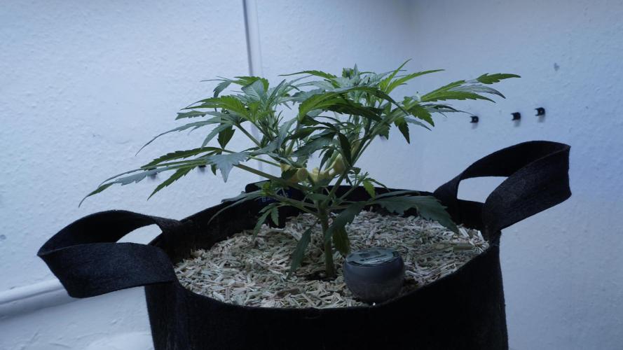 White Banana X Sonnenerde. Week 5