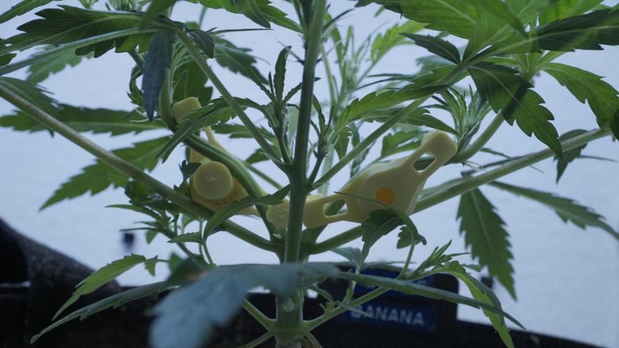 White Banana X Sonnenerde. Week 5