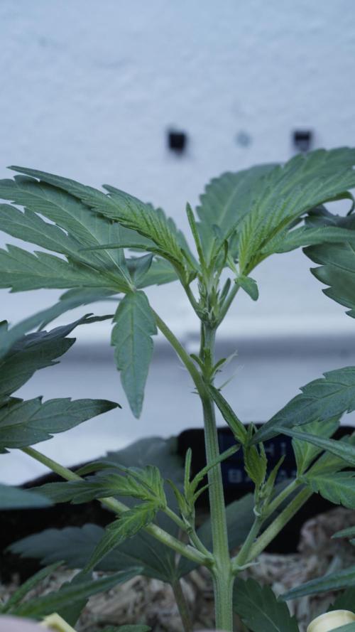 White Banana X Sonnenerde. Week 5