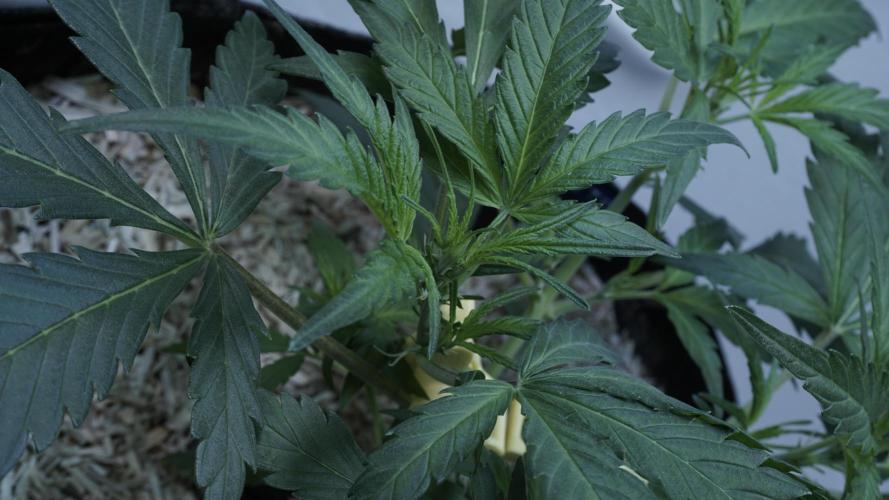 White Banana X Sonnenerde. Week 5