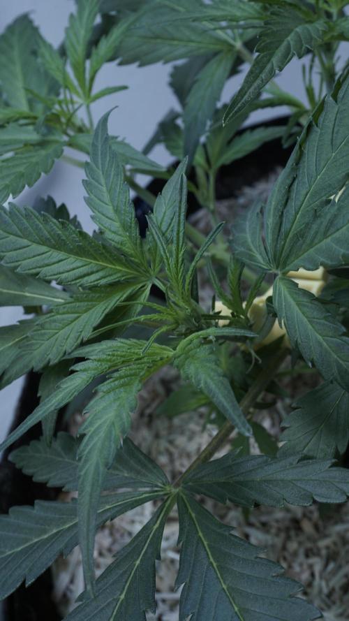 White Banana X Sonnenerde. Week 5