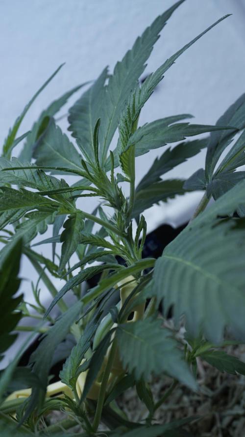 White Banana X Sonnenerde. Week 5