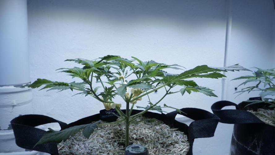 Russian Automatic X Sonnenerde. Week 5