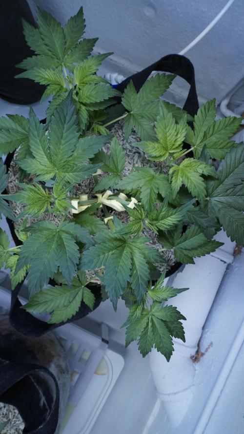 Russian Automatic X Sonnenerde. Week 5