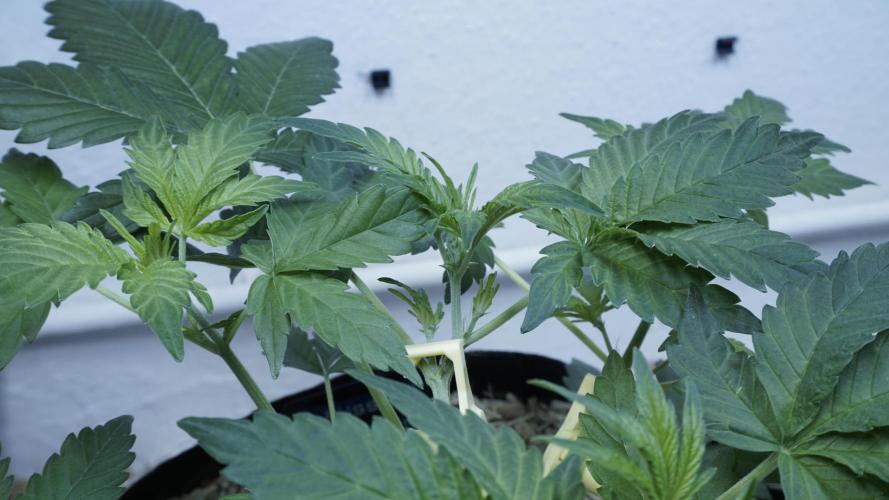 Russian Automatic X Sonnenerde. Week 5