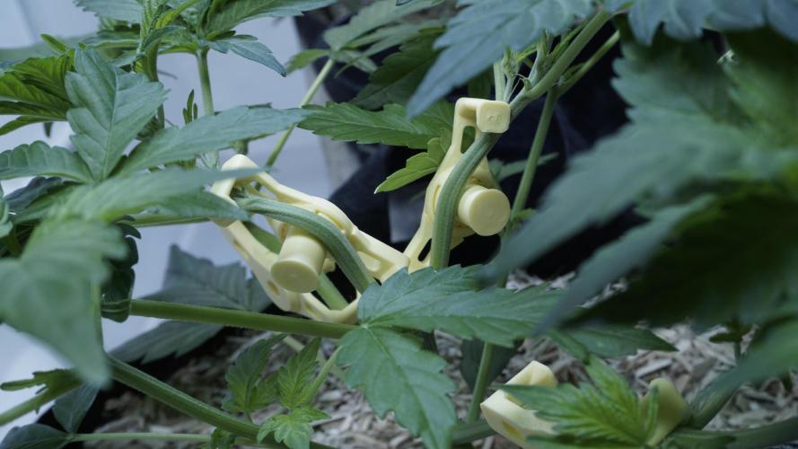 Russian Automatic X Sonnenerde. Week 5