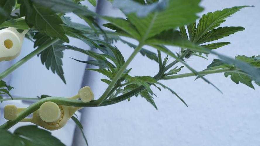 Russian Automatic X Sonnenerde. Week 5