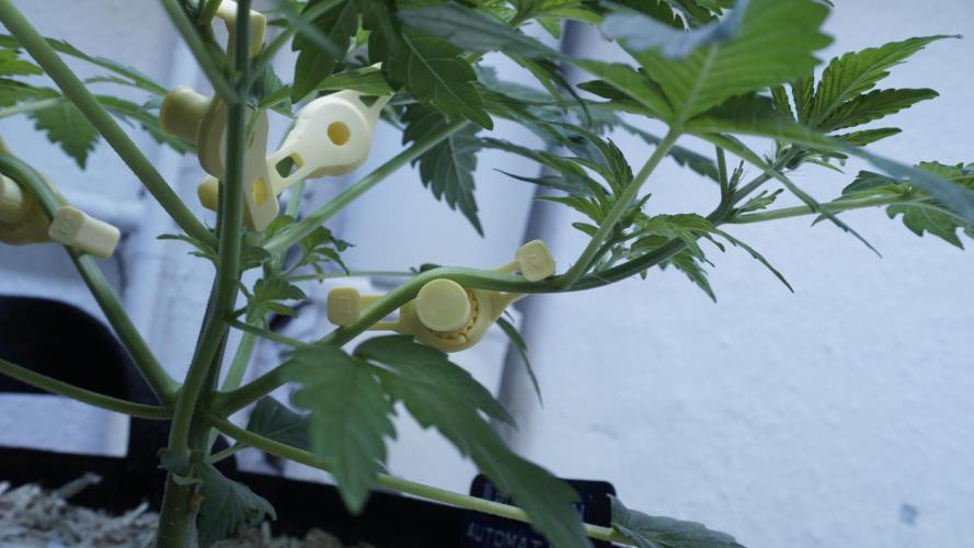 Russian Automatic X Sonnenerde. Week 5