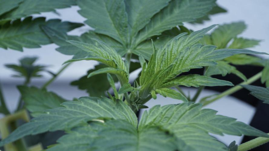 Russian Automatic X Sonnenerde. Week 5