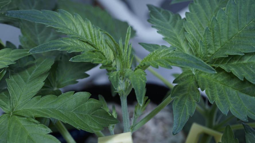 Russian Automatic X Sonnenerde. Week 5