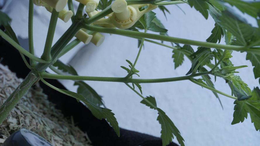 Russian Automatic X Sonnenerde. Week 5