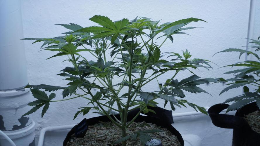 Russian Automatic X Sonnenerde. Week 6