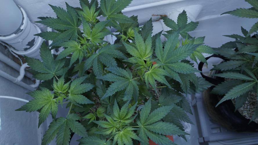 Russian Automatic X Sonnenerde. Week 6